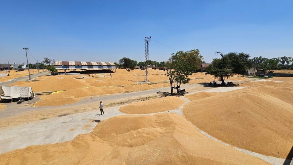 धमतान साहिब अनाज मंडी में अव्यवस्था चरम पर, मजदूरों के लिए ठहराव नहीं, कच्ची ज़मीन पर फसल रखने की मजबूरी