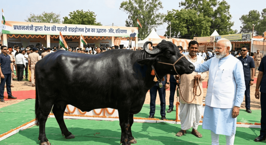 प्रधानमंत्री नरेंद्र मोदी को हरियाणा के जींद में एक प्रदर्शनी स्थल पर एक शानदार, जेट-ब्लैक मुर्रा भैंस के पास खड़े हुए दिखाया गया है। यह भैंस अपने विशिष्ट जलेबी जैसे मुड़े हुए सींगों के साथ एक ऊँचे चबूतरे पर खड़ी है और उस पर "मुर्रा नस्ल: हरियाणा का काला सोना" लिखा एक रिबन बंधा है। प्रधानमंत्री मोदी हल्के रंग के कुर्ते और जैकेट में हैं और वे भैंस को ध्यान से देख रहे हैं। पृष्ठभूमि में "जींद, हरियाणा में पहली हाइड्रोजन ट्रेन का उद्घाटन" और "स्वदेशी नस्लों को प्रोत्साहन" लिखा एक बड़ा बैनर लगा है।